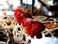 Gà rù và bệnh cúm gà