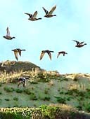 Loài chim di cư có thể lan truyền bệnh cúm gia cầm