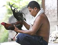 Những điều cần biết về bệnh cúm gia cầm H5N1