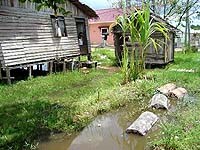 Bức tranh toàn cảnh về bệnh sốt Dengue/sốt xuất huyết Dengue  cùng những giải pháp chủ yếu trong chẩn đoán và điều trị