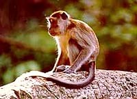 Một vài thông tin liên quan đến loài ký sinh trùng sốt rét thứ năm gây bệnh ở người: Plasmodium knowlesi (P.knowlesi).