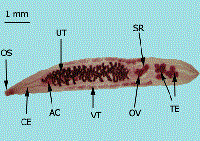 Giải mã và phân tích vùng gen ty thể dài 4,2 KB của loài sán lá gan nhỏ Opisthorchis viverrini của Việt Nam