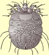 Những hiểu biết thông thường về bệnh Ghẻ