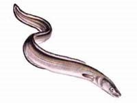 Thịt lươn và một số bệnh ký sinh trùng