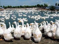 Cần cảnh giác để bảo vệ cộng đồng trước cúm gia cầm