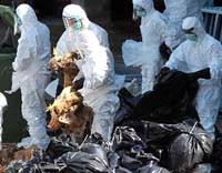 Mười điều cần biết về đại dịch cúm