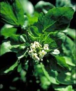 Rau cải xoong và rau ngổ công dụng dinh dưỡng, thảo dược và giá thể truyền bệnh