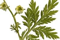 Quy trình chiết xuất Artemisinine và các dẫn xuất