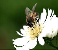 Ong: Loài côn trùng với giá trị chữa bệnh rất quý đối với con người