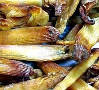 Sá sùng-loài giun biển thuộc lớp Sipunculidea nguồn dược liệu quý đối với con người