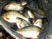 Cá giếc và một số cá thuộc họ cá chép-món ăn vị thuốc và trung gian truyền bệnh sán lá gan nhỏ