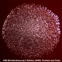 Vi khuẩn diệt ấu trùng muỗi truyền bệnh