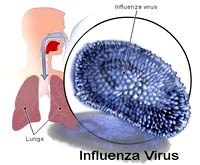 Cúm lợn  và những vấn đề chưa biết.