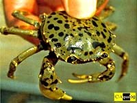 Thực phẩm từ cua-Món ăn vị thuốc và liên quan đến bệnh sán lá phổi