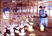 Tình hình dịch bệnh và các hoạt động chính y tế dự phòng tháng 4 năm 2009