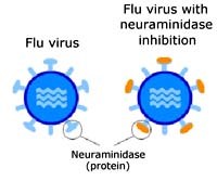 Thuốc Oseltamivir (Tamiflu®) và Zanamivir (Relenza®) cứu cánh trong dịch cúm lợn A (H1N1) ?