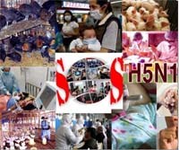 Cảnh báo về nguy cơ kết hợp virus cúm H1N1 với H5N1