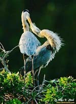 Sao Anh không đợi