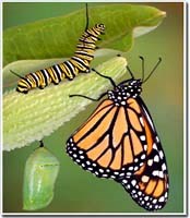 Thế giới côn trùng với nhiều điều chưa biết đến