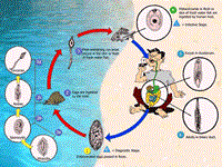 Một số kết quả nghiên cứu sán lá ruột truyền từ cá sang người của Dự án FIBOZOPA