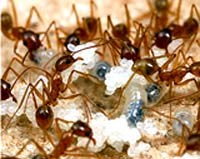 Hai mặt lợi hại từ các loài côn trùng