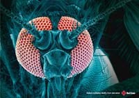 Những nghiên cứu phát hiện mới về cơ quan thính giác và khứu giác của muỗi