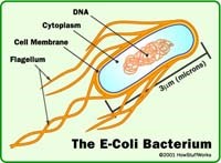 Tiêu chảy nhiễm khuẩn do vi khuẩn đường ruột