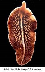 Sự thay đổi khí hậu toàn cầu có ảnh hưởng nghiêm trọng đến bệnh ký sinh trùng ?