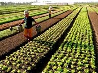 Sử dụng rau sạch sẽ loại bỏ các tác nhân gây bệnh của ký sinh trùng