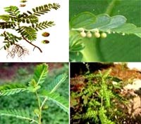 Vai trò của cây chó đẻ răng cưa trong điều trị viêm gan vius B