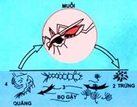 Vai trò của trung gian truyền bệnh và tỷ lệ gây nhiễm