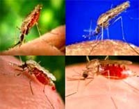 Tình hình sốt rét khu vực miền Trung-Tây Nguyên vẫn “nóng” trong tháng 7 năm 2009