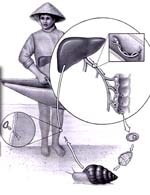 Yếu tố bền vững và cộng hưởng hiệu quả trong phòng chống bệnh sán lá gan lớn