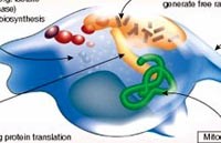 Giới thiệu thuốc sốt rét mới giúp chống kháng thuốc