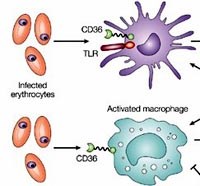 Những tiến bộ trong lĩnh vực miễn dịch sốt rét ứng dụng