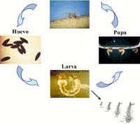 Muỗi truyền bệnh sốt xuất huyết Aedes aegypti và các biện pháp phòng chống