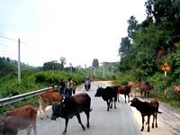 Tháng 9 năm 2009 sốt rét khu vực miền Trung-Tây Nguyên tiếp tục gia tăng trong thảm họa của bão lụt