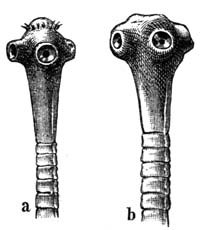 Sán chui lên não là loại sán gì ?
