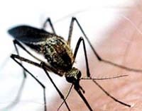 Nấm mốc, chiến binh mới giúp tiêu diệt bệnh sốt rét