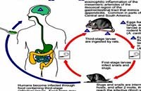 Viêm màng não tăng bạch cầu ái toan (Eosinophilic meningitis_EM) do ký sinh trùng cần lưu ý trên lĩnh vực nội thần kinh