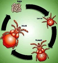 Bệnh sốt mò do Orientia Tsutsugamushi  là bệnh đang quay trở lại hay bệnh đang nổi ?