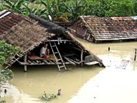 Gia súc chết nhiều sau lũ lụt là điều kiện để bệnh sốt rét gia tăng