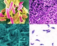 Những ảnh hưởng lâu dài từ ngộ độc thực phẩm