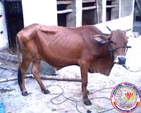 Những thay đổi về mô hình bệnh sán lá gan do biến đổi khí hậu