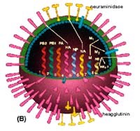 Tổng quan về virus cúm A/H5N1: vấn đề dịch tễ học, tiến hóa, hình thành genotype và tương đồng kháng nguyên-miễn dịch-vaccine