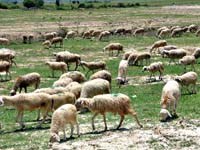 Phát triển chăn nuôi gia súc có liên quan đến tỷ lệ nhiễm bệnh sán lá gan lớn ở người ?