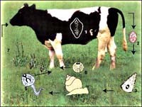 Đặc điểm dịch tễ học bệnh sán lá gan lớn ở người cập nhật và tổng hợp y văn trên thế giới và Việt Nam