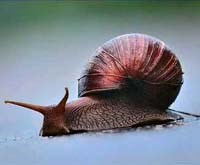 Điểm báo về các thông tin liên quan đến y tế ngày 9 tháng 12 năm 2009