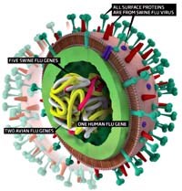 Những thông tin mới nhất về diễn tiến bệnh cúm  A (H1N1) trên thế giới và Việt Nam hiện nay
