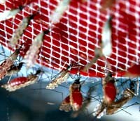 Những nghiên cứu mới nhất về sốt rét thế giới trong năm 2009